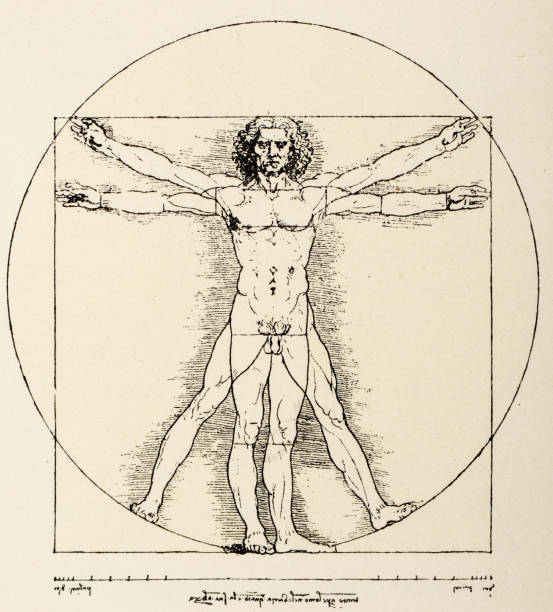 레오나르도 스케치와 도면: 인체 남자 - leonardo da vinci stock illustrations