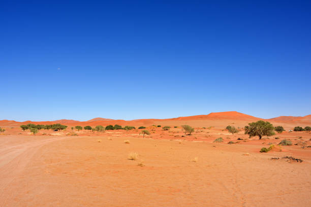 istock Namib-Naukluft National Park, Namibia, Africa 655873622