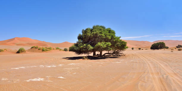 istock Sossusvlei, Namib Naukluft National Park, Namibia 655874068