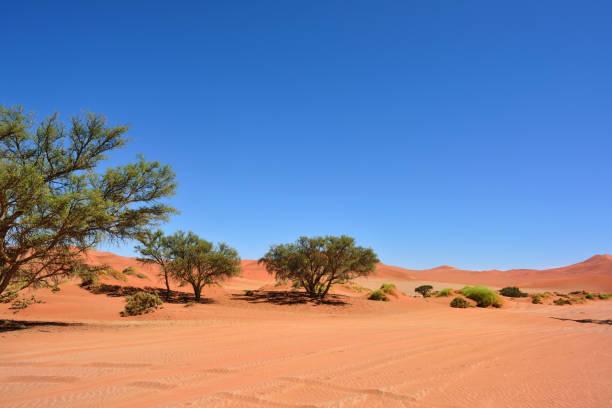 istock Sossusvlei, Namib Naukluft National Park, Namibia 655874400