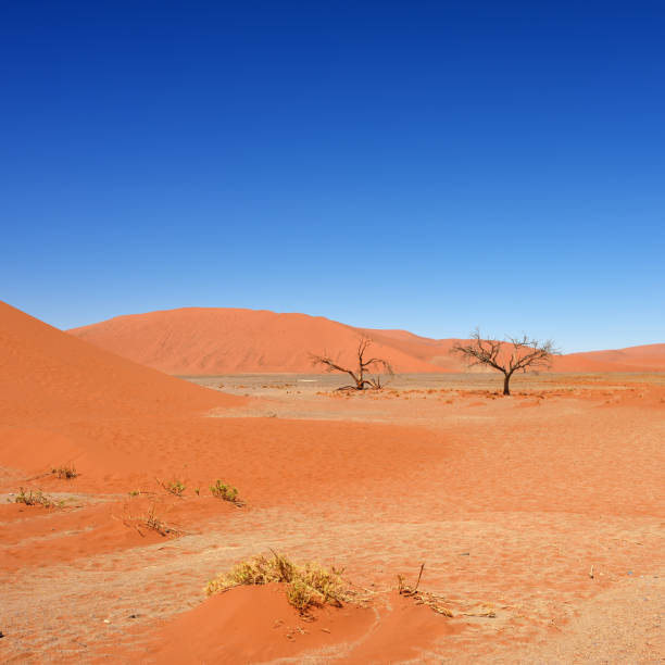 istock Sossusvlei, Namib Naukluft National Park, Namibia 655884400