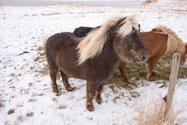 istock Iceland horses in the snow, 655887296
