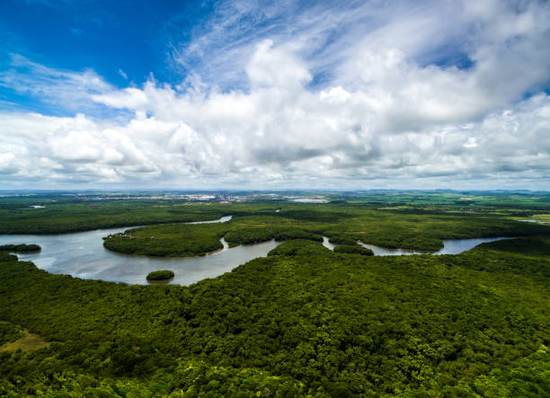 colpo aereo della foresta pluviale amazzonica in brasile, sud america - tropical rainforest travel beauty in nature environment foto e immagini stock