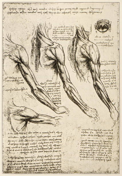 Leonardo Da Vinci Anatomy Stock Photos, Pictures & Royalty-Free Images -  iStock