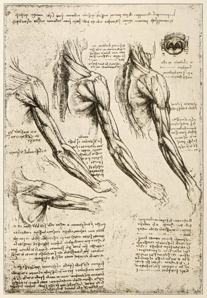 Leonardo's sketches and drawings: anatomy arm muscles Leonardo's sketches and drawings: anatomy arm muscles leonardo da vinci stock illustrations