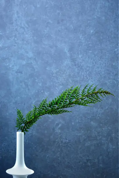 green conifer branch in white vase on concretebackground