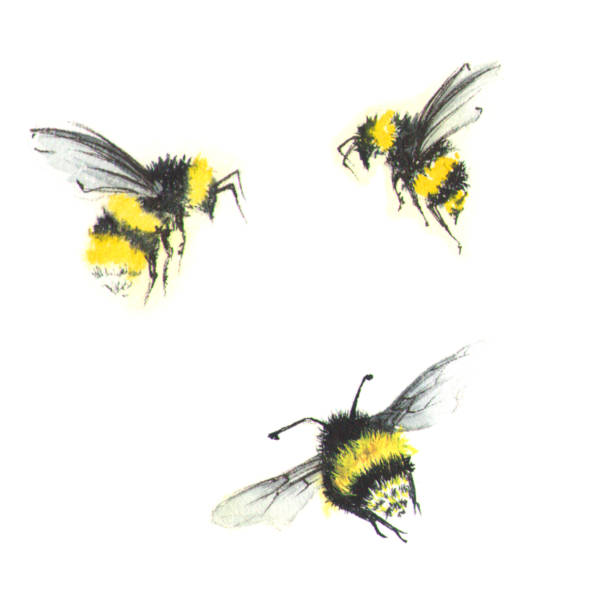 3 small watercolor bees - abelha ilustrações imagens e fotografias de stock