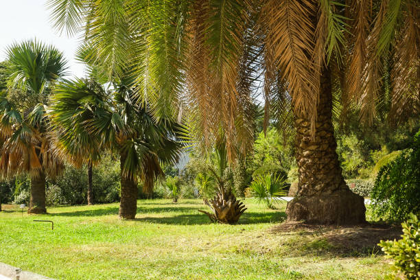 Old palm trees in subtropical Park Sunny summer day. Sunny day