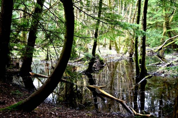 istock Reflections in a woodland pond 655893514
