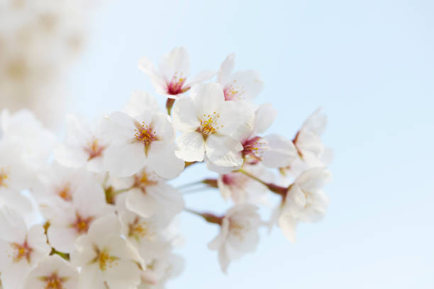 istock Close-up of cherry blossoms 655893622