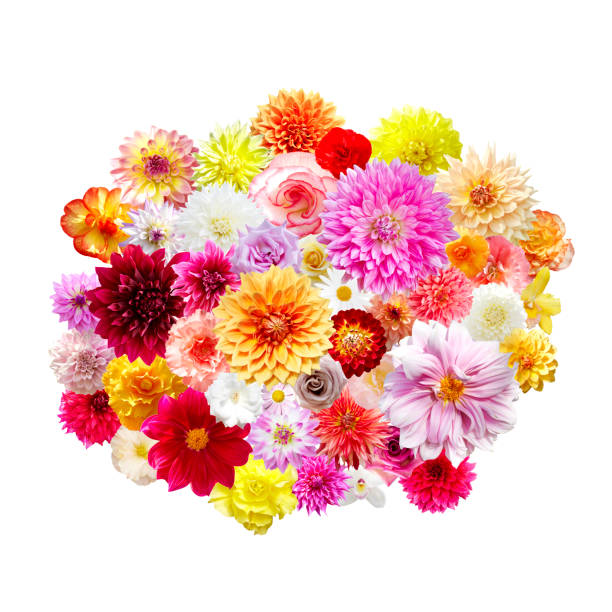 istock Collage of colorful flowers 655894052