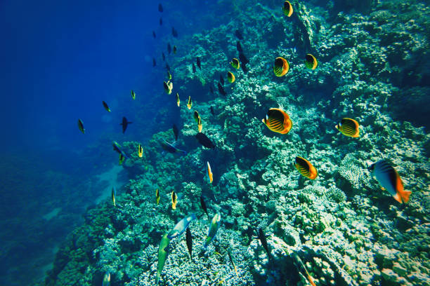 abstract shot of colorful tropical fishes swimming underwater. no people.