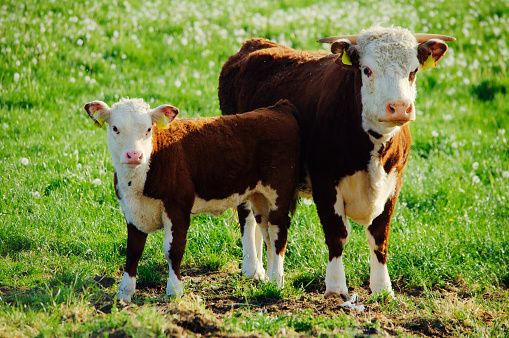 Hereford cow, with her young calf.