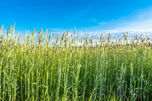 istock Field with cereal ears, countryside landscape in spring 655897762