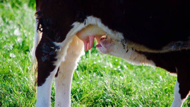 istock Baby Calf Drinking Milk 655897850