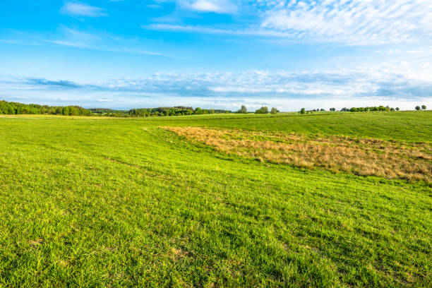 istock Landscape of field with green grass in spring 655902050