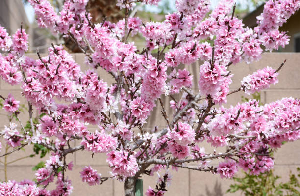 Gorgeous spring peach tree stock photo