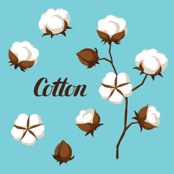 Set of cotton flower buds, bolls and branch Set of cotton flower buds, bolls and branch. cotton cotton ball fiber white stock illustrations