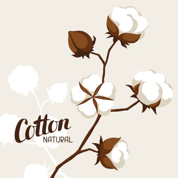 Background with cotton bolls and branches. Stylized illustration Background with cotton bolls and branches. Stylized illustration. cotton ball stock illustrations