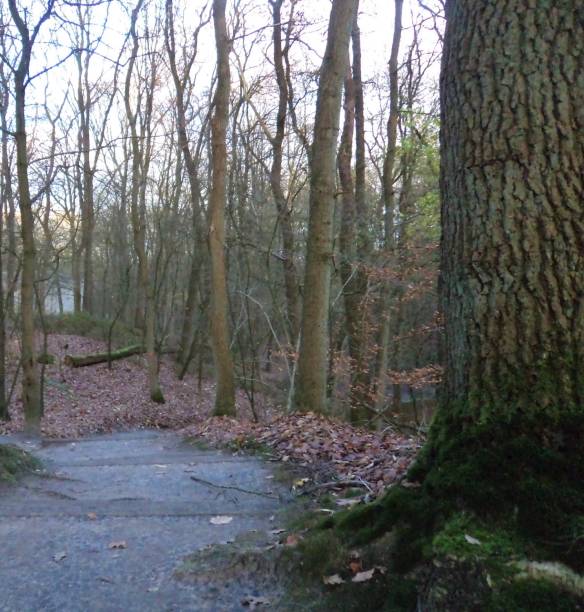 istock The way with trees in the forest 655904034