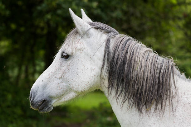 istock Wild horse portrai 655904440