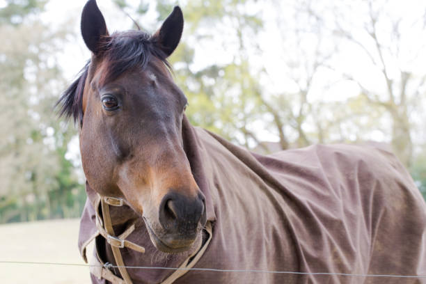 istock Horse head portrait 655904654