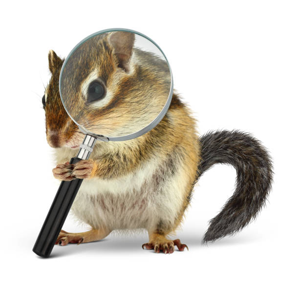 Funny Pet Chipmunk Searching With Loupe On White Stock Photo - Download  Image Now - Detective, Animal, Humor - iStock