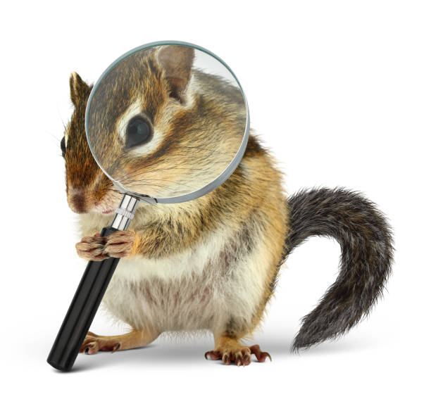 funny pet chipmunk searching with  loupe, on white - chipmunk imagens e fotografias de stock