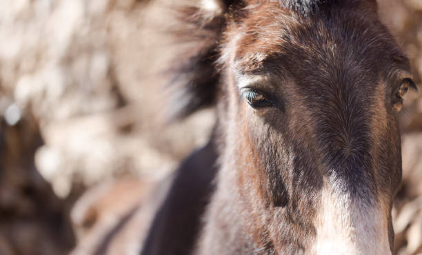 portret muła - mule horse dirty sky zdjęcia i obrazy z banku zdjęć