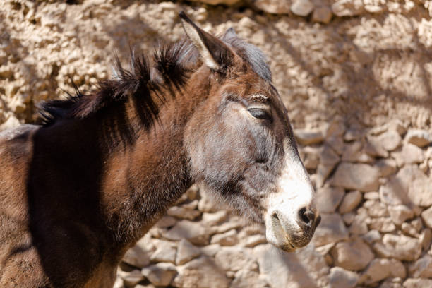 portret muła - mule horse dirty sky zdjęcia i obrazy z banku zdjęć