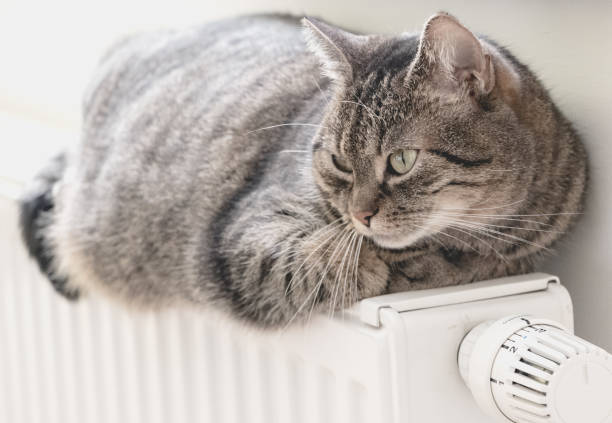 istock Cue cat lies on radiator 655909486