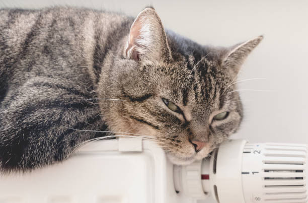 istock Cue cat lies on radiator 655909494