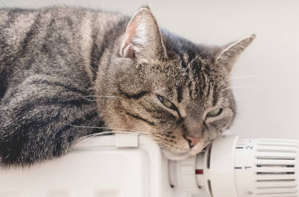 Cue cat lies on radiator stock photo