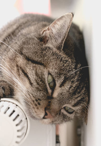 istock Cue cat lies on radiator 655909528