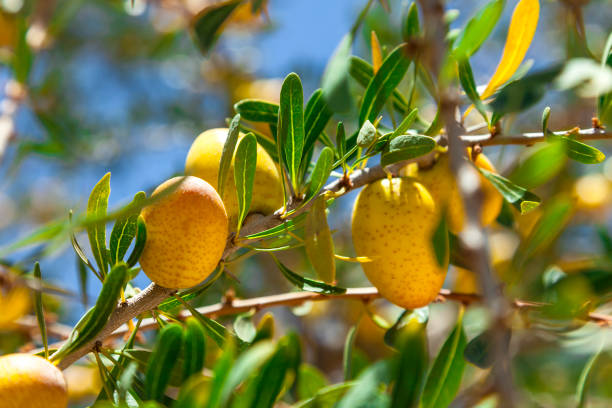 Argan Argan tree in Morocco. argan tree stock pictures, royalty-free photos & images