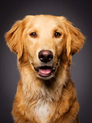 A close-up of a Golden Retriever dog photographed in a studio.