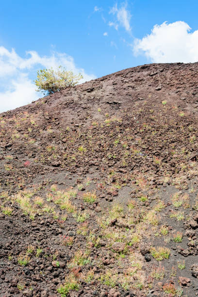 istock first vegetation on volcanic soil of Etna 655916798