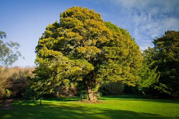 Very Old Yew tree in formal garden in Scotland. Blue sky in the background.