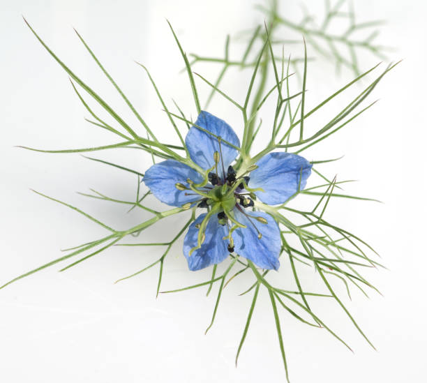 istock True; Nigella; sativa; medicinal plant 655919742