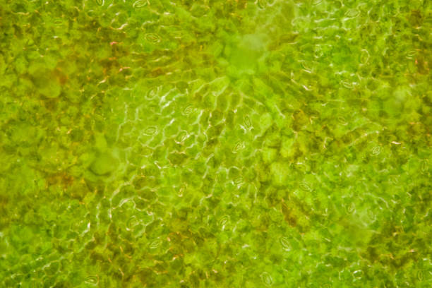 istock Extrem magnification - Stomatas in a green leaf 655919826