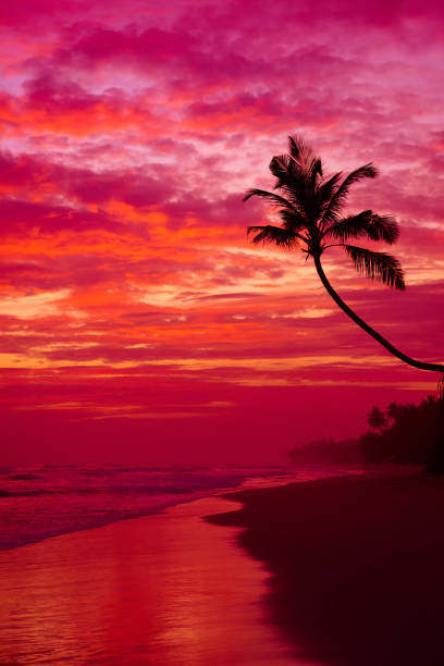 istock Coconut palm tree silhouette on ocean beach 655920628
