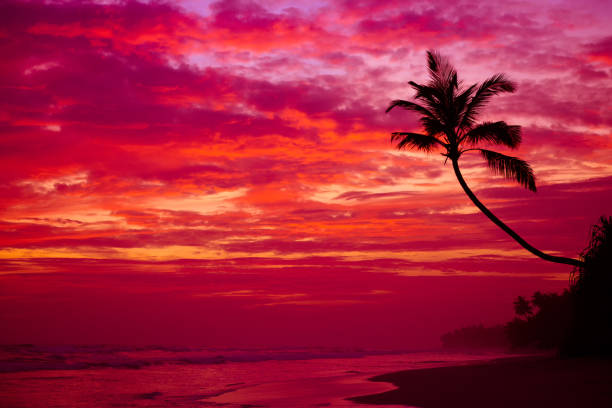 istock Coconut palm tree silhouette on ocean beach 655922756
