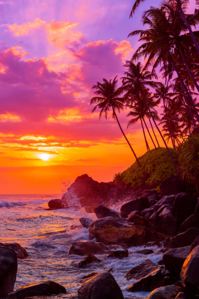 istock Tropical beach at sunset with palm trees silhouettes 655923336