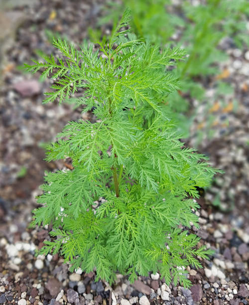 beifuß; artemisia annua - gemeiner beifuß fotos stock-fotos und bilder