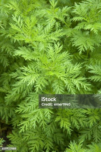 Oneyear Artemisi A Annua Stock Photo - Download Image Now - Mugwort, Condiment, Germany