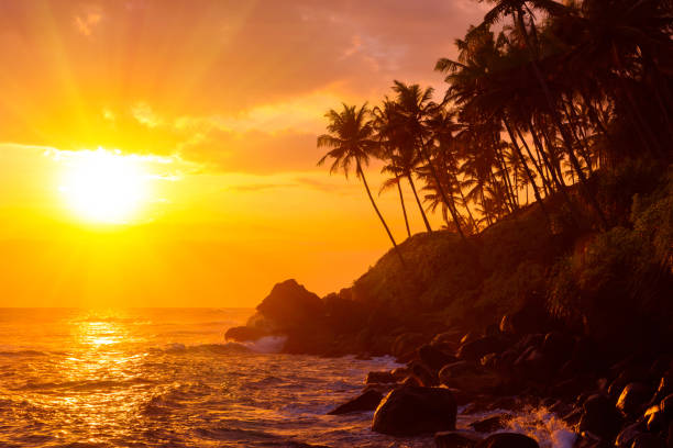 istock Tropical beach at sunset with palm trees silhouettes 655924008