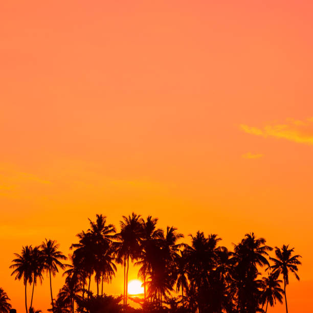 istock Tropical palm trees silhouettes 655930760
