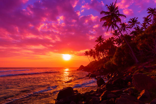 istock Tropical beach at sunset with palm trees silhouettes 655931100