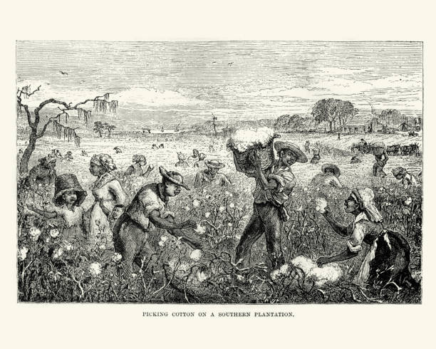 Workers picking cotton on a southern plantation Vintage engraving of workers picking cotton on a southern plantation, New Orleans 19th Century slave plantation stock illustrations