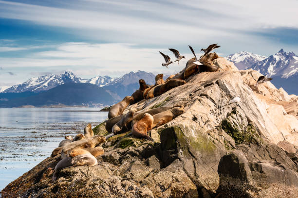 Sea lions and Albatros on isla in  beagle channel near Ushuaia (Argentina) Sea lions and Albatros on isla in  beagle channel near Ushuaia (Argentina) beagle channel stock pictures, royalty-free photos & images